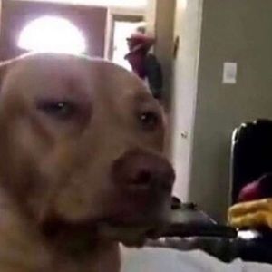 Meet your Posher, Adam